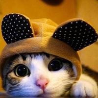 Teppy chat bot