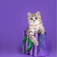 Nasa Express - Chuyên vận chuyển chó mèo đi nước ngoài chat bot