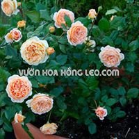 Vườn Hoa Hồng Leo .COM chat bot