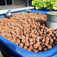 Sỏi nhẹ, đất sét nung - Lắp đặt vườn rau tại nhà chat bot