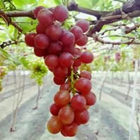 Rượu Nho Nguyên Chất , Táo phan rang, Nho phan rang chat bot